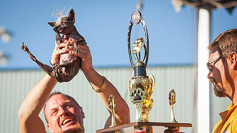 Der "Gewinner": Sweepee Rambo ist der hässlichste Hund der Welt.