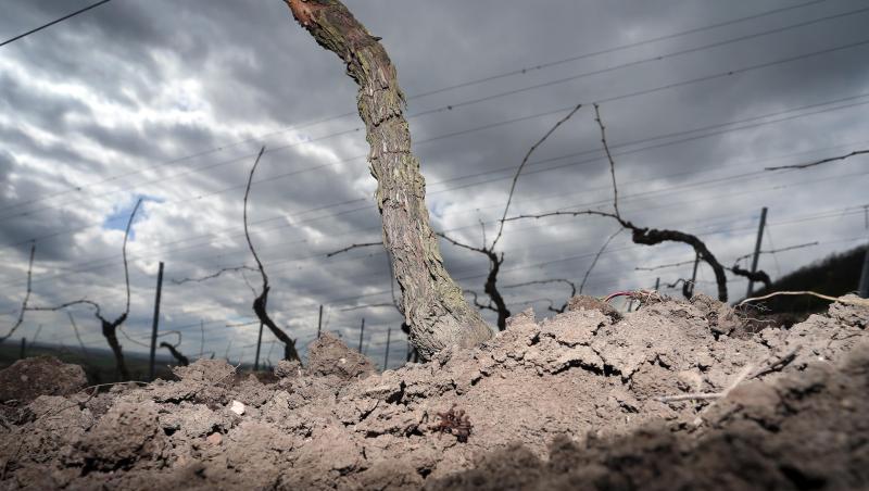 Rebstöcke stehen in einem Weinberg auf umgepflügter trockener Erde. Foto: picture alliance / Karl-Josef Hildenbrand/dpa/Archivbild Rebstöcke stehen in einem Weinberg auf umgepflügter trockener Erde. Foto: picture alliance / Karl-Josef Hildenbrand/dpa/Archivbild