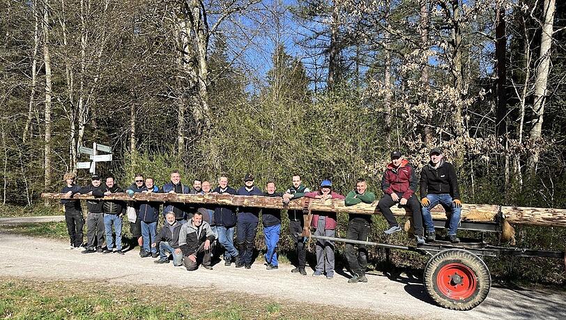 Der neue Maibaum für Pasing noch ganz nackert, als er aus dem Wald geholt wird. Inzwischen ist er natürlich bemalt.