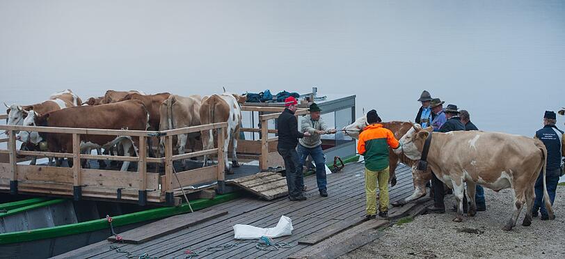 Landwirte und ihre Helfer bugsieren ihre Kühe auf zwei zusammengebundenen Kähnen auf den oberbayerischen Königssee. Einige Tiere sind von der Überfahrt noch nicht überzeugt.