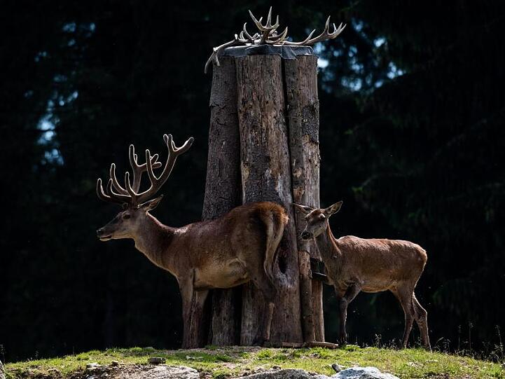 Rotwild auf einem Hügel. Foto: picture alliance / dpa/Archivbild