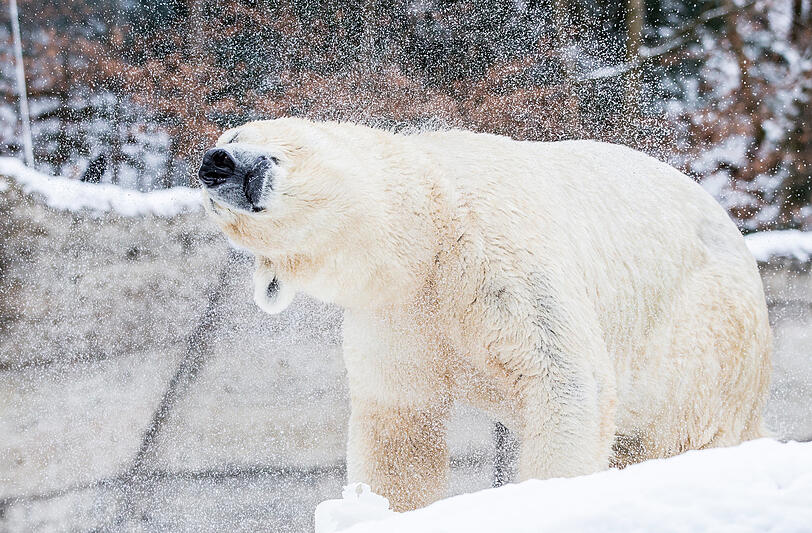Drei Eisbärinnen leben im Zoo.