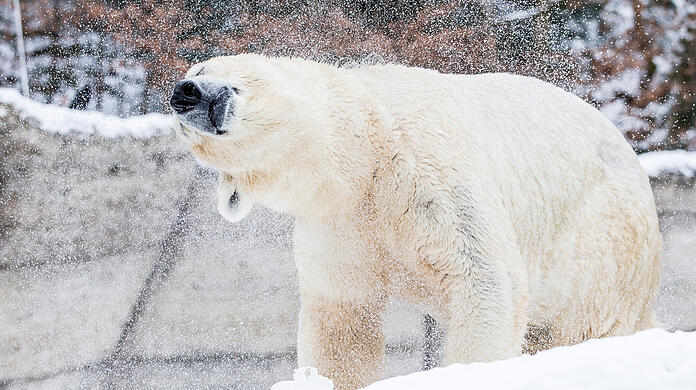 Drei Eisbärinnen leben im Zoo.