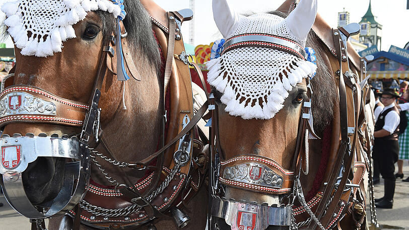 Brauereigespanne werden auf dem Oktoberfest zukünftig wohl besser geschützt.