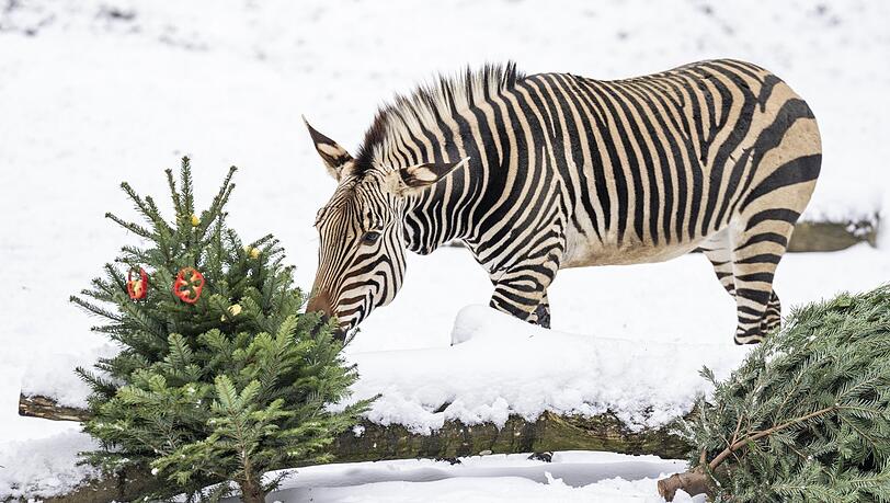 Ein Hartmann-Bergzebra im Schnee. Ein Hartmann-Bergzebra im Schnee.