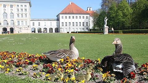 Zwischen Rasen und Blumen