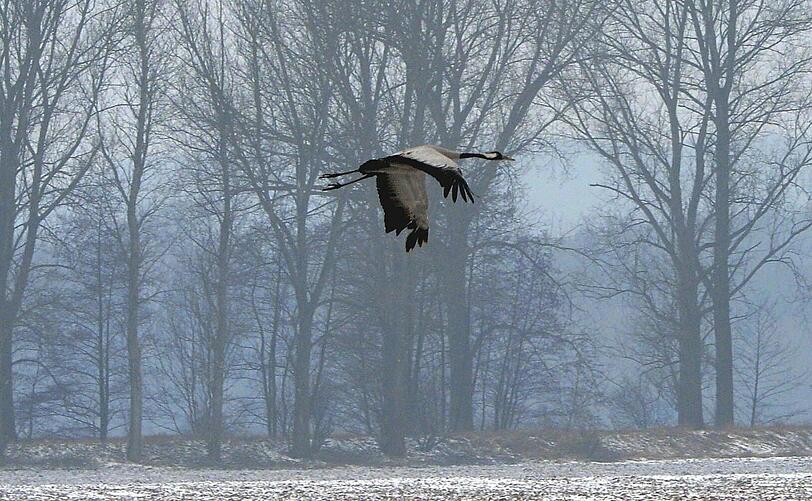 Gesichtet in Brandenburg: Ein Kranich fliegt bei Beelitz über ein verschneites Feld.