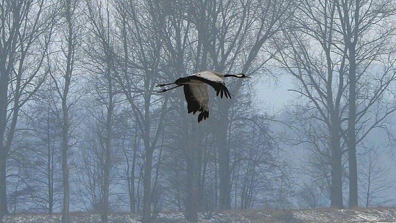 Gesichtet in Brandenburg: Ein Kranich fliegt bei Beelitz über ein verschneites Feld. Gesichtet in Brandenburg: Ein Kranich fliegt bei Beelitz über ein verschneites Feld.