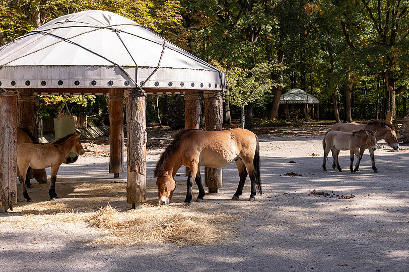 Przewalski-Urwildpferde auf ihrer neuen Anlage im Münchner Tierpark Hellabrunn. Przewalski-Urwildpferde auf ihrer neuen Anlage im Münchner Tierpark Hellabrunn.