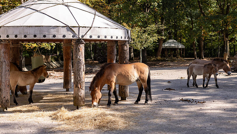 Przewalski-Urwildpferde auf ihrer neuen Anlage im Münchner Tierpark Hellabrunn. Przewalski-Urwildpferde auf ihrer neuen Anlage im Münchner Tierpark Hellabrunn.