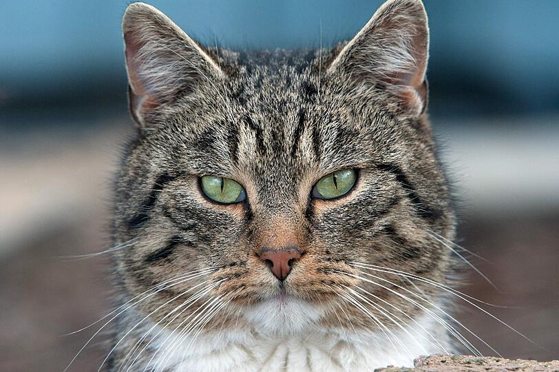 Durch seine Körperwärme hat Katze Maschka einem Kleinkind in Russland das Leben gerettet. (Archivbild)