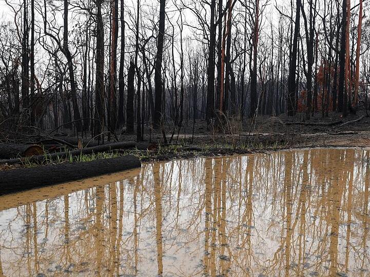 Lange ersehnt: Eine große Regenpfütze hat sich im abgebrannten Buschland im australischen Bundesstaat Bundesstaat New South Wales gebildet.
