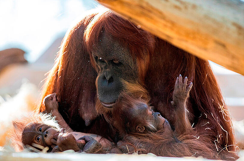 Auch Orang-Utan-Mama Matra kümmert sich derzeit um gleich zwei Kinder.