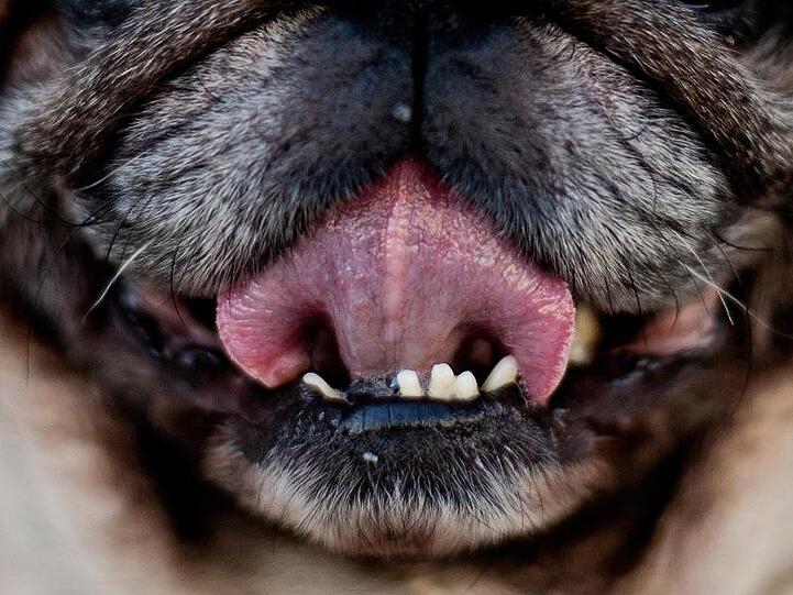Der Erreger Capnocytophaga canimorsus findet sich häufig in der Mundschleimhaut von Hunden.
