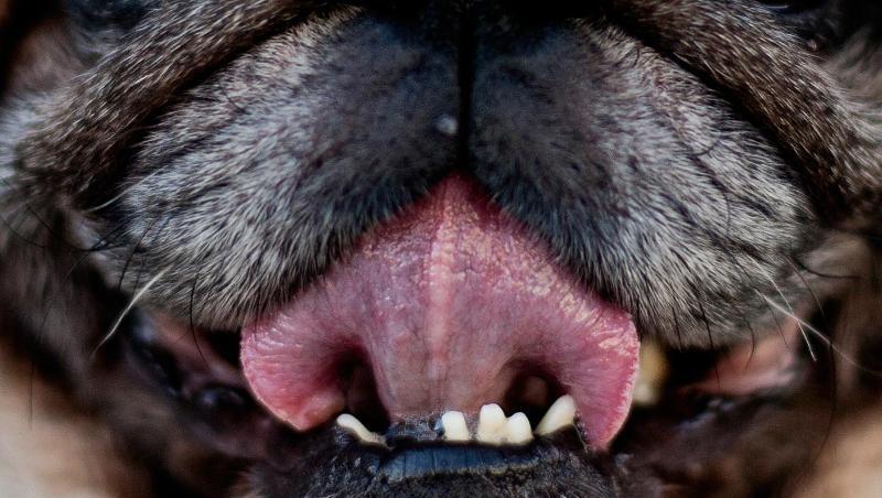 Der Erreger Capnocytophaga canimorsus findet sich häufig in der Mundschleimhaut von Hunden. Der Erreger Capnocytophaga canimorsus findet sich häufig in der Mundschleimhaut von Hunden.