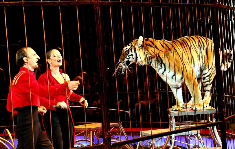 Bilder von der Weihnachtspremiere im Circus Krone