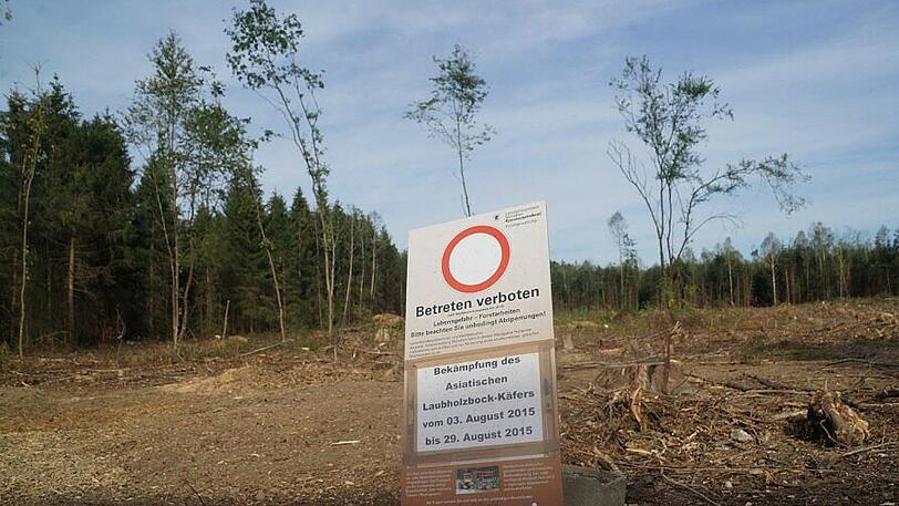 Der Kampf gegen den Käfer im Osten der Stadt geht weiter.