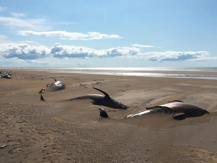Rund 50 tote Grindwale liegen an einem abgelegenen Strand. Die Säugetiere wurden von Touristen auf der Halbinsel Snaefellsnes nördlich von Reykjavik entdeckt.