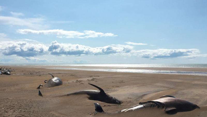 Rund 50 tote Grindwale liegen an einem abgelegenen Strand. Die Säugetiere wurden von Touristen auf der Halbinsel Snaefellsnes nördlich von Reykjavik entdeckt. Rund 50 tote Grindwale liegen an einem abgelegenen Strand. Die Säugetiere wurden von Touristen auf der Halbinsel Snaefellsnes nördlich von Reykjavik entdeckt.