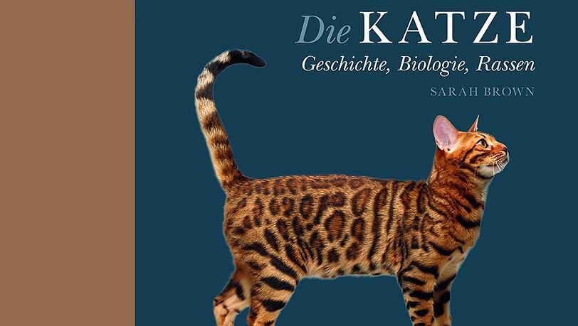 Faszinierend schön, aber eventuell in der Wahrnehmung beeinträchtigt: Weiße Katzen mit einem blauen und einem andersfarbigen Auge sind häufig auf der "blauen Seite" taub. Faszinierend schön, aber eventuell in der Wahrnehmung beeinträchtigt: Weiße Katzen mit einem blauen und einem andersfarbigen Auge sind häufig auf der "blauen Seite" taub.