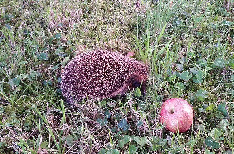 Brigitte Eder knipste einen Igel ab: "Dieser Igel kommt bestimmt gut durch den Winter - so dick und rund wie er jetzt schon ist."