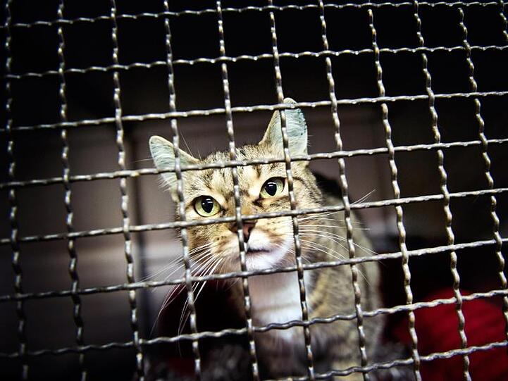 Ein Hauskatze steht in ihrem Zwinger im Tierheim. Foto: Victoria Bonn-Meuser/Archivbild
