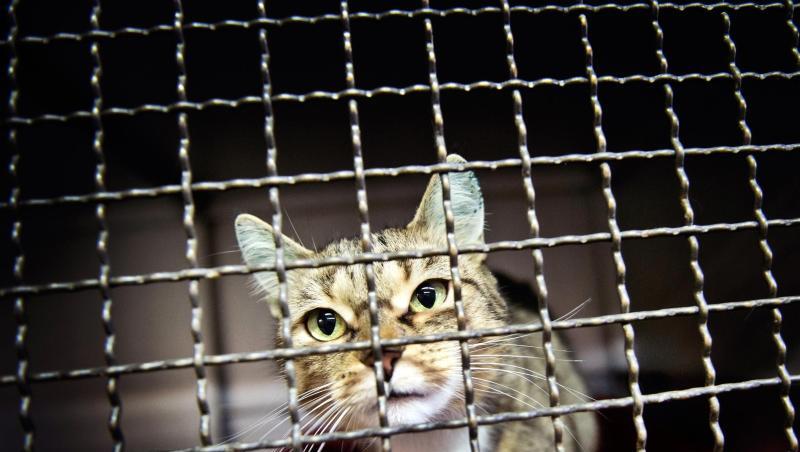 Ein Hauskatze steht in ihrem Zwinger im Tierheim. Foto: Victoria Bonn-Meuser/Archivbild Ein Hauskatze steht in ihrem Zwinger im Tierheim. Foto: Victoria Bonn-Meuser/Archivbild