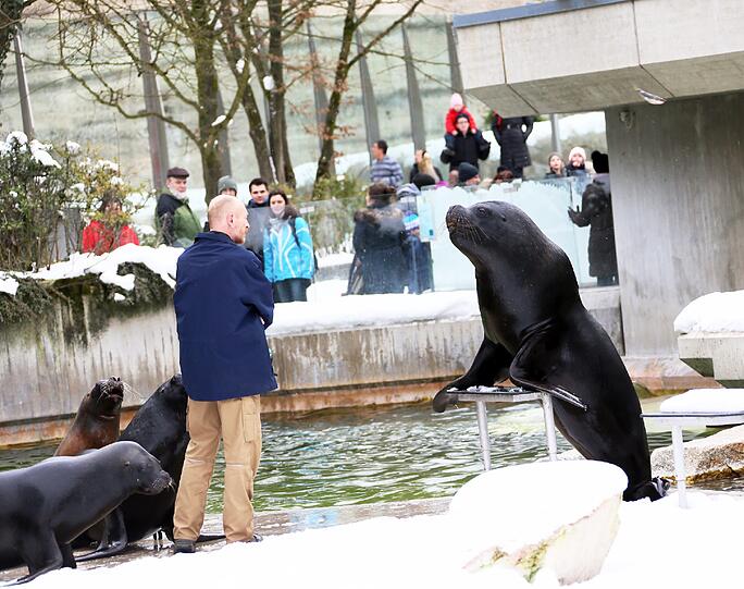 Winterimpressionen aus dem Tierpark Hellabrunn: Hier Mähnenrobben-Fütterung.