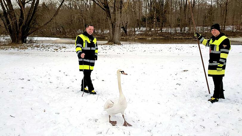 Der Schwan wurde in die Freiheit entlassen. Ohne Festnahme. Der Schwan wurde in die Freiheit entlassen. Ohne Festnahme.