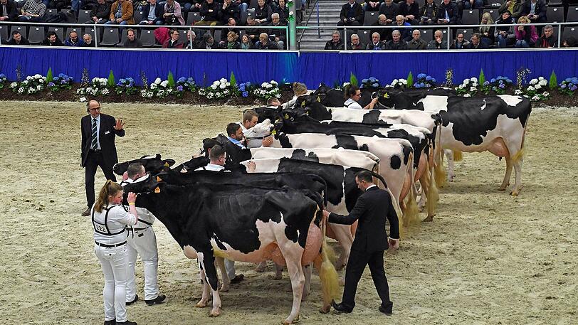 In Niedersachsen kämpfen die schönsten Kühe um den Miss-Titel.