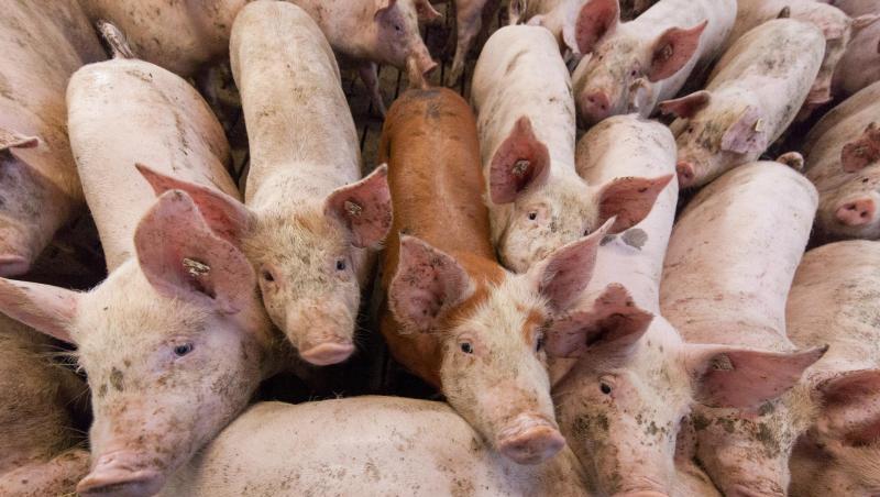 Eine Fleischabgabe soll Schweinen mehr Platz verschaffen. Eine Fleischabgabe soll Schweinen mehr Platz verschaffen.