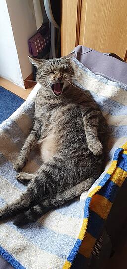 Findus