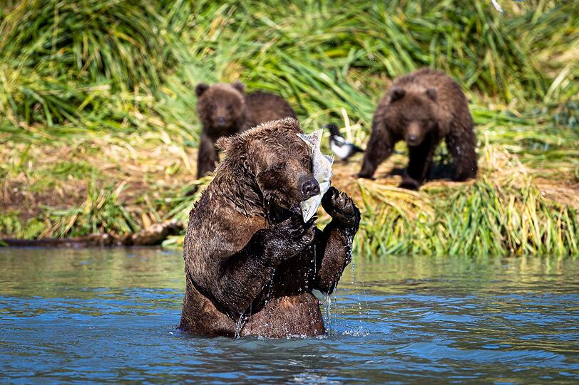 Kleine Grizzlybären sehen nicht wirklich bedrohlich aus, sondern eher putzig. Doch anfassen sollte man die wilden Tiere aus Nordamerika lieber nicht, vor allem da das Muttertier sicher in der Nähe ist. Das ist mitunter der häufigste Grund, warum Grizzlybären Menschen angreifen: zum Schutz ihrer Kleinen. Ausgewachsene Bären bringen bis zu 400 Kilogramm auf die Waage und kommen stehend auf eine Größe von bis zu 2,40 Metern. Kleine Grizzlybären sehen nicht wirklich bedrohlich aus, sondern eher putzig. Doch anfassen sollte man die wilden Tiere aus Nordamerika lieber nicht, vor allem da das Muttertier sicher in der Nähe ist. Das ist mitunter der häufigste Grund, warum Grizzlybären Menschen angreifen: zum Schutz ihrer Kleinen. Ausgewachsene Bären bringen bis zu 400 Kilogramm auf die Waage und kommen stehend auf eine Größe von bis zu 2,40 Metern.