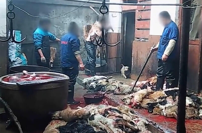 Wie aus einem Horrorfilm: Der Boden von Blut getränkt, die Schlachter haben dicke Knüppel, mit denen sie die Tiere erschlagen.