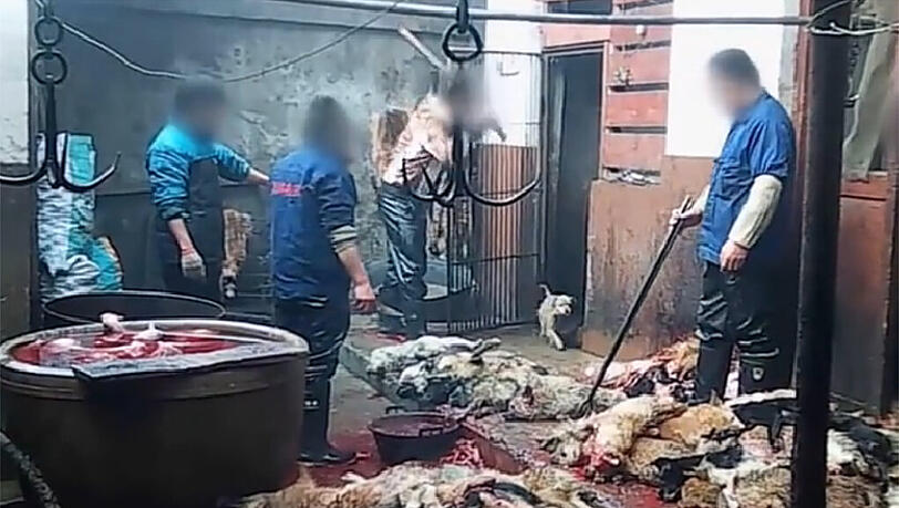 Wie aus einem Horrorfilm: Der Boden von Blut getränkt, die Schlachter haben dicke Knüppel, mit denen sie die Tiere erschlagen. Wie aus einem Horrorfilm: Der Boden von Blut getränkt, die Schlachter haben dicke Knüppel, mit denen sie die Tiere erschlagen.