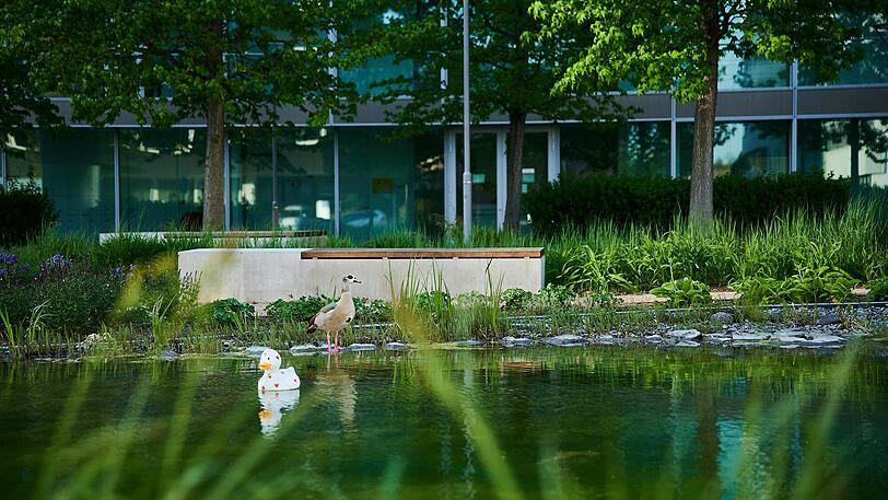 22 Prozent des Werksgeländes am Standort Mannheim bestehen aus Grünflächen.