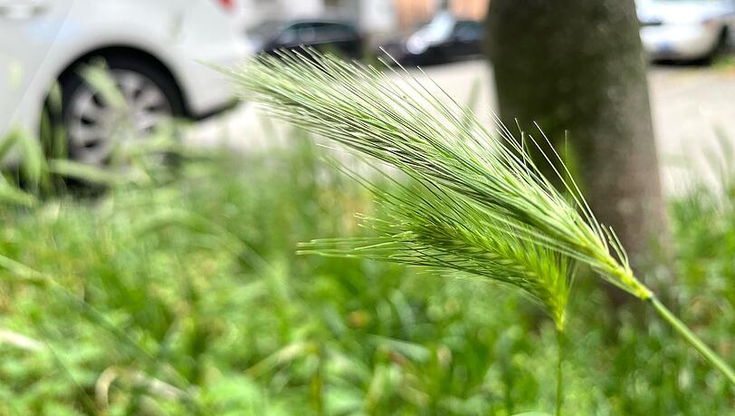 Hellgrüne Ähren mit langen Grannen: Was wie Gerste aussieht und gerade an vielen Ecken in Westschwabing wächst, ist Mäuse-Gerste, ein wilder Verwandter.