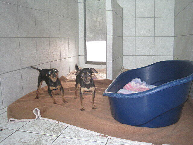 Sie haben überlebt - doch zwei Chihuahuas sind bereits gestorben.
