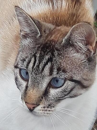 Bubu
