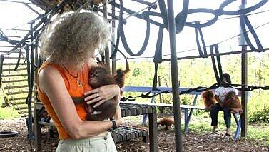 Orang-Utan Baby auf Java, Foto: Fauna-Reisen Orang-Utan Baby auf Java, Foto: Fauna-Reisen