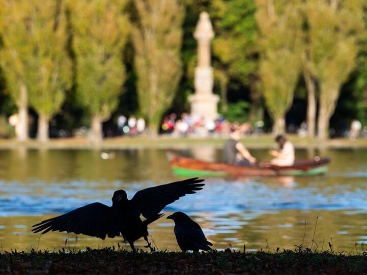 Krähen landen vor dem Kleinhesseloher See auf der Uferböschung. Foto: Lino Mirgeler/dpa/Archivbild
