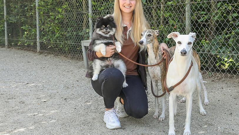 Hannah Hollermeier (25) hat eine Hotelfach-Ausbildung. Sie bietet auch Gassi-Service für die Hotelhunde. Hier ist sie mit Zwergspitz Paco und den beiden Whippets Homer und Sheldon (v.l.) unterwegs. Hannah Hollermeier (25) hat eine Hotelfach-Ausbildung. Sie bietet auch Gassi-Service für die Hotelhunde. Hier ist sie mit Zwergspitz Paco und den beiden Whippets Homer und Sheldon (v.l.) unterwegs.