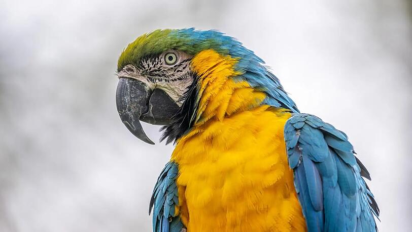 Ein Gelbbrustara in der Hellabrunner Gro&szlig;voliere. Sie gilt gerade in den Wintermonaten als au&szlig;ergew&ouml;hnlicher Ruheort mitten in M&uuml;nchen.