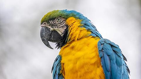 Ein Gelbbrustara in der Hellabrunner Gro&szlig;voliere. Sie gilt gerade in den Wintermonaten als au&szlig;ergew&ouml;hnlicher Ruheort mitten in M&uuml;nchen.