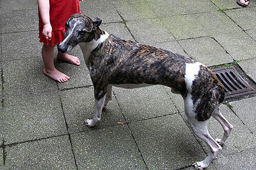 Das zerbissene Hinterteil des Hundes musste genäht werden