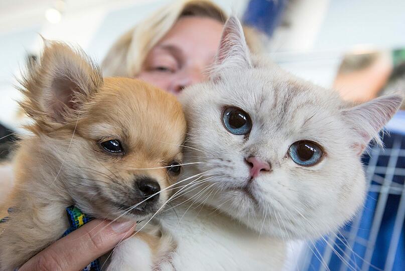 Unsere Liebsten: Für Katz und Hund, Kaninchen und Hamster geben die Deutschen alljährlich Milliarden aus.