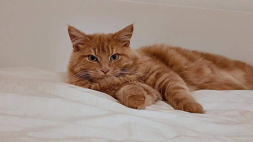 Katze