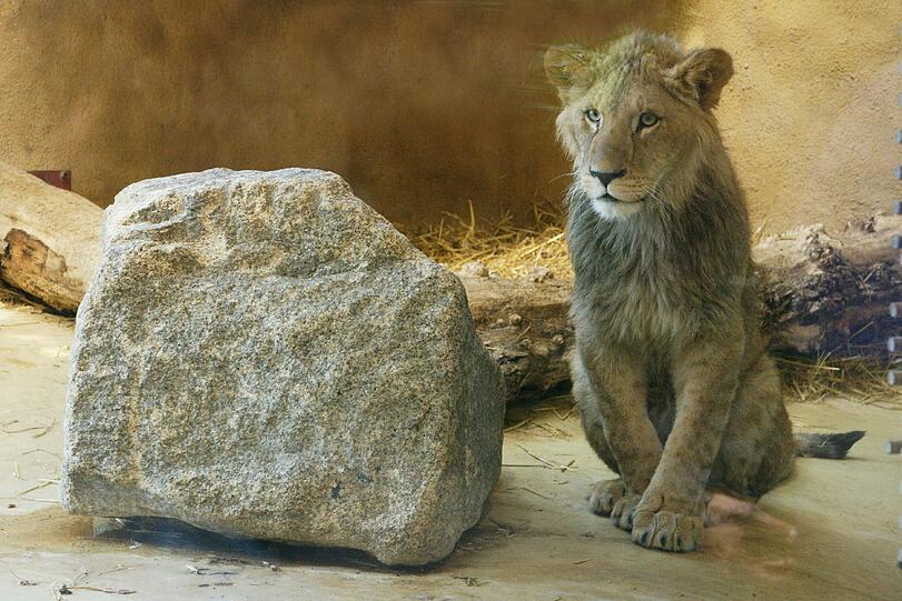 Zwei einjährige Löwenjungs wohnen seit einigen Tagen im Tierpark Hellabrunn. Und der TSV 1860 hat für sie eine Patenschaft übernommen. Klicken Sie durch die besten Aufnahmen von den verspielten Tieren!