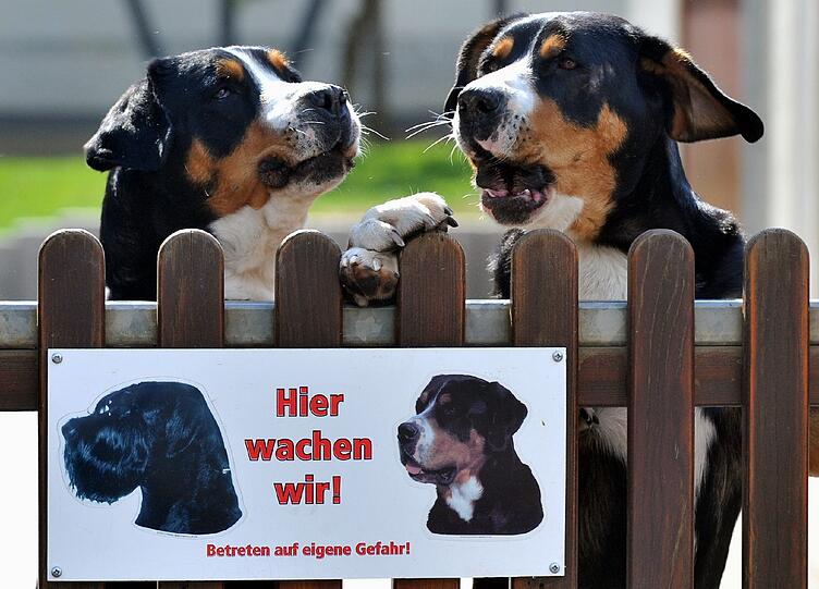 Schweizer Sennenhunde wie diese sind bei Tierfreunden beliebt. Ruges Vierbeiner heißen Lupo und Vroni.