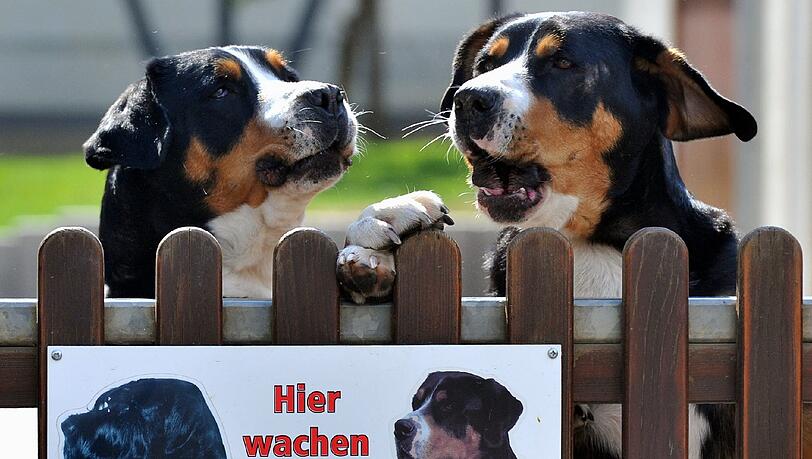 Schweizer Sennenhunde wie diese sind bei Tierfreunden beliebt. Ruges Vierbeiner heißen Lupo und Vroni. Schweizer Sennenhunde wie diese sind bei Tierfreunden beliebt. Ruges Vierbeiner heißen Lupo und Vroni.